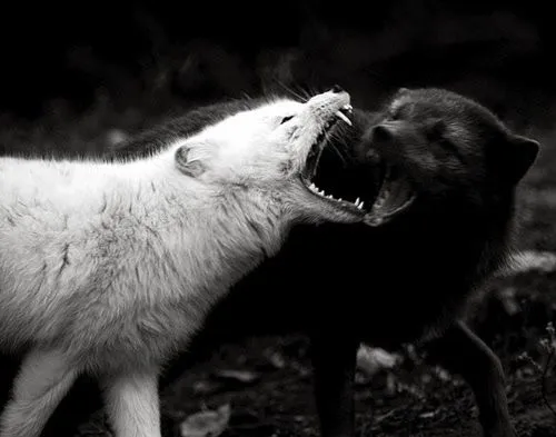 Mencey Macro: El lobo negro y el lobo blanco (cuento Cherokee)