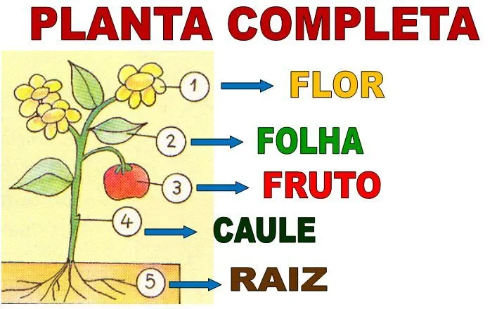 Os Meninos da C: PLANTA COMPLETA