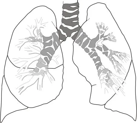 Los pulmones para colorear - Imagui