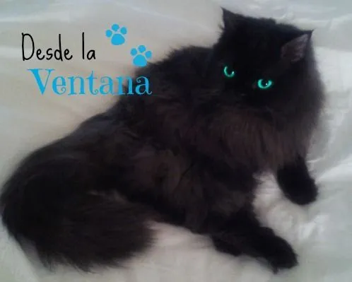 Mentalmente Desorientada: Leyendo en Wattpad #3: Desde la ventana