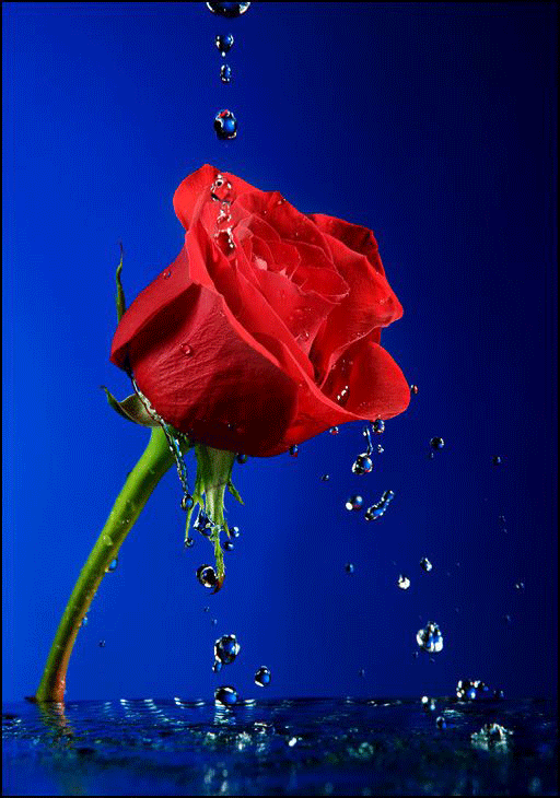 para mentes despiertas cons: ENTRE PÉTALOS DE ROSAS