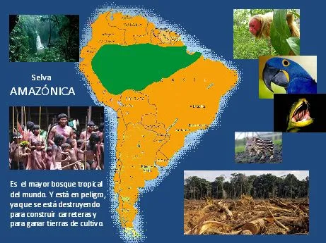 Menudos "savios" por el mundo: Los Andes, Amazonas y la Selva ...