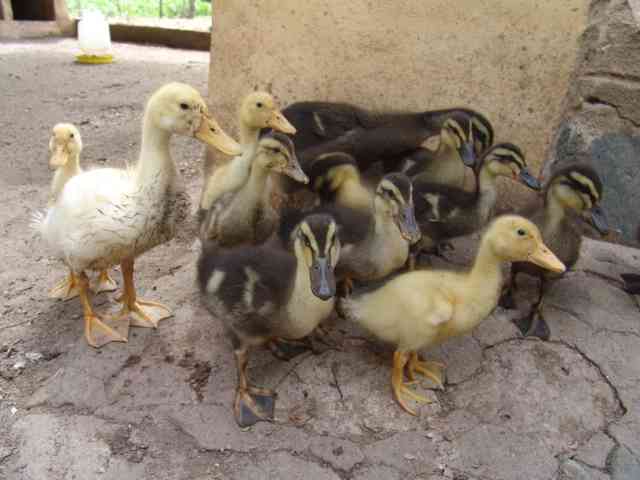 MERCADER DE MEMORIAS: Aves con nido