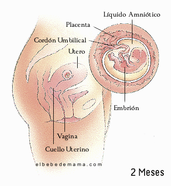 Segundo Mes De Embarazo - Embarazo Mes a Mes ~ El Bebe de Mama ...