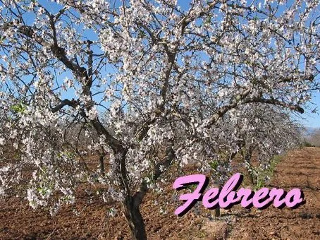 Mes de Febrero con almendro