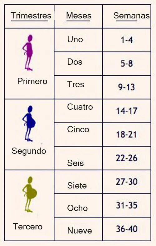 Meses del embarazo en semanas - Imagui