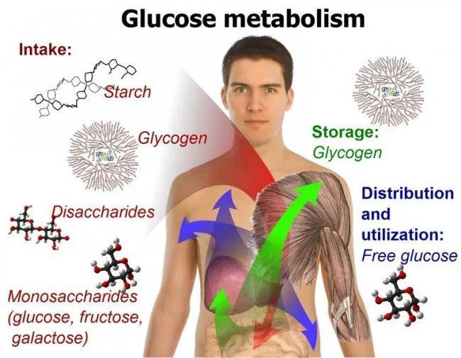 El metabolismo basal: ¿qué es? (I)