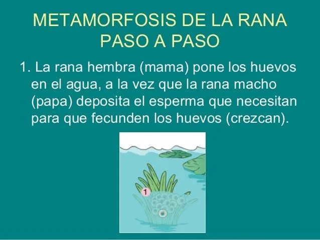 metamorfosis-de-la-rana-3-638. ...