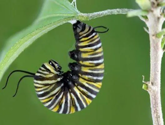 Imágenes de la metamorfosis de la mariposa - Imagui