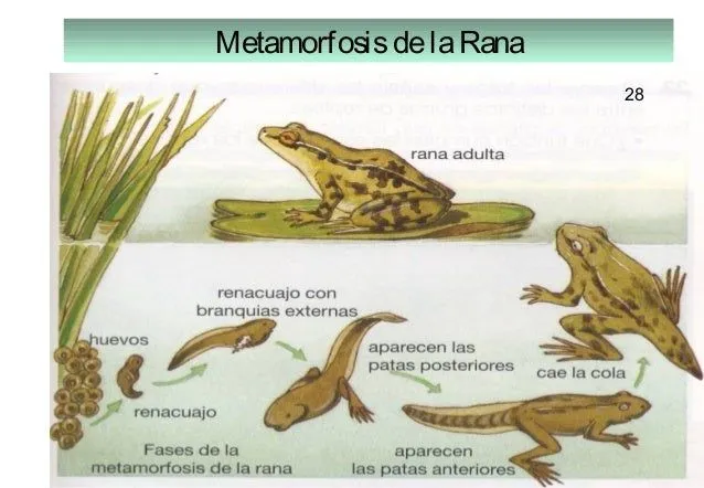 Metamorfosis dela rana para niños - Imagui