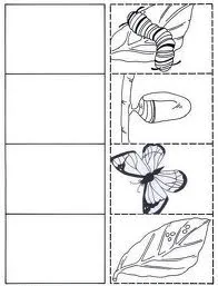 METAMORFOSIS DE LA MARIPOSA PARA COLOREAR