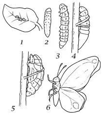 METAMORFOSIS DE LA MARIPOSA PARA COLOREAR