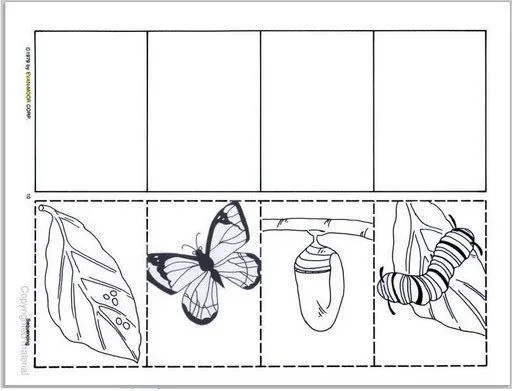 Metamorfosis de la mariposa explicada para niños - Imagui