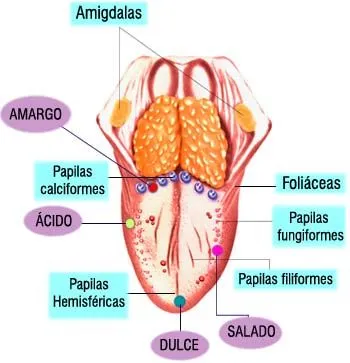 Metamorfosis "Biologia humana": junio 2011