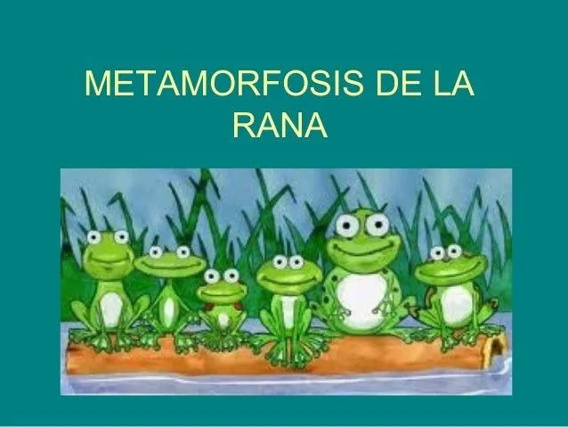 Metamorfosis de la rana