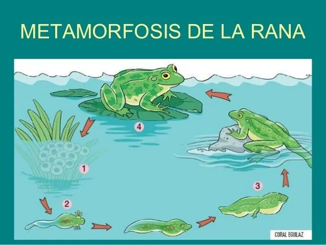 Metamorfosis de la rana