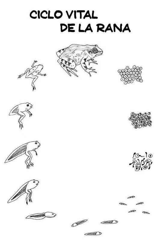 Metamorfosis de la rana - Imagui