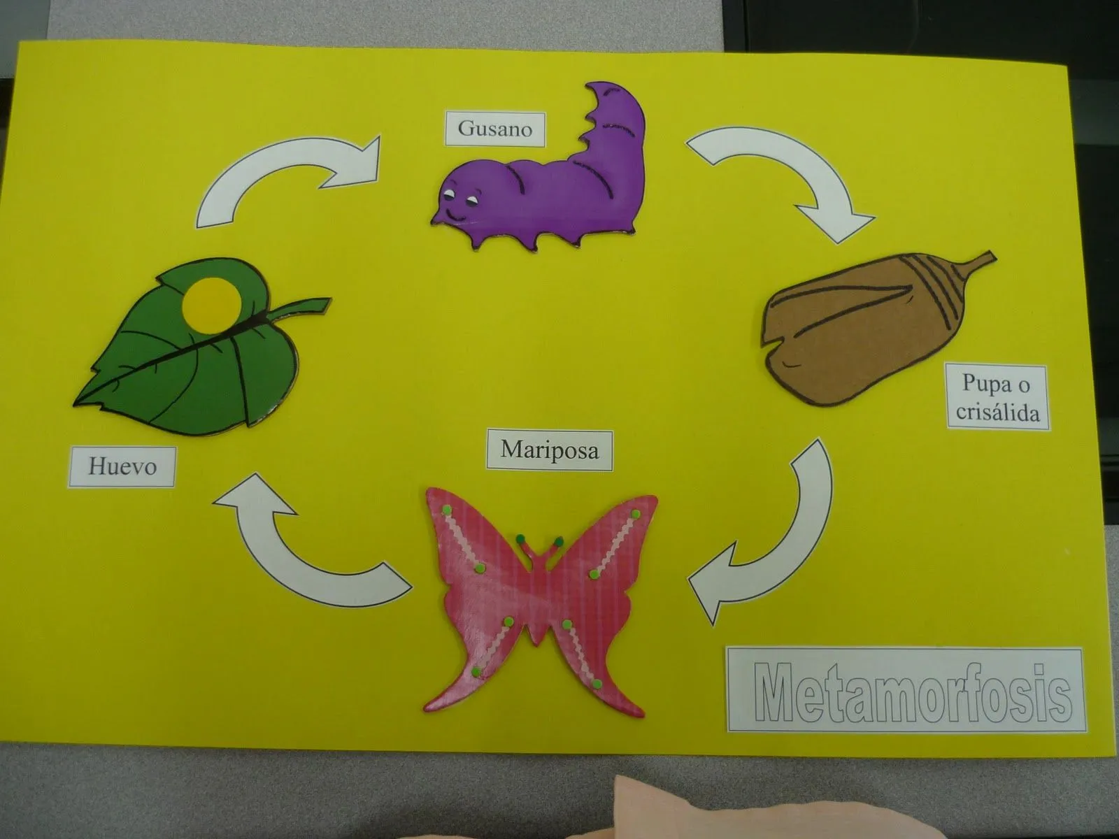 Metamorfosis de la mariposa | reciclaycuentacuentos