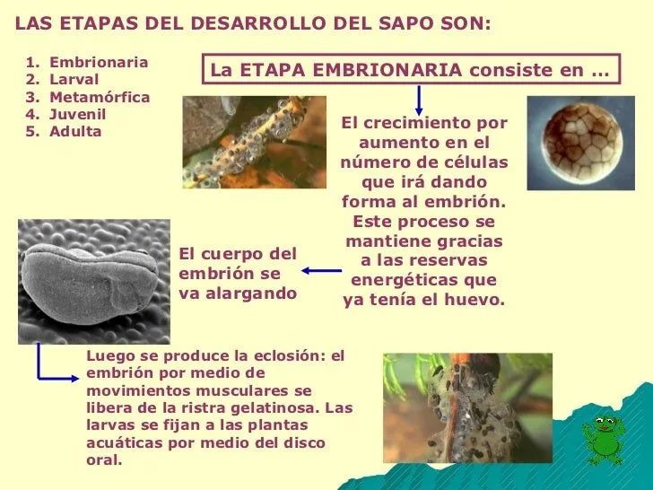 Metamorfosis de sapos Alejandro Farías