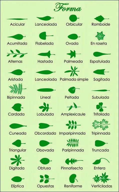 metodos de la ciencia 2014: Tipos de hojas y sus nombres