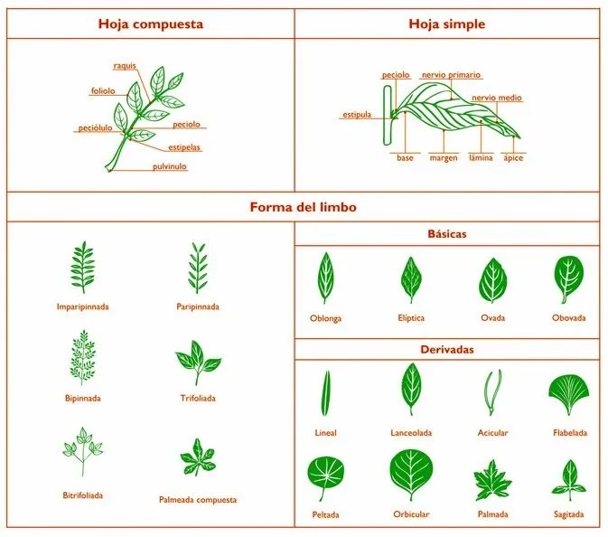 metodos de la ciencia 2014: Tipos de hojas y sus nombres