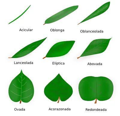 metodos de la ciencia 2014: Tipos de hojas y sus nombres