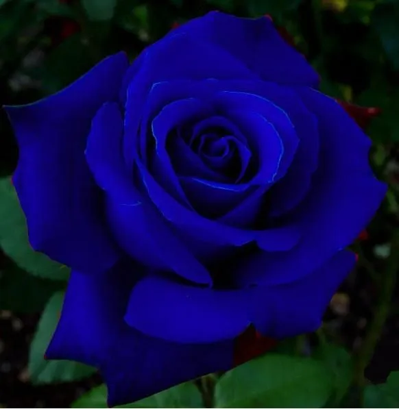 Meus Livres Pensamentos: A Rosa Azul