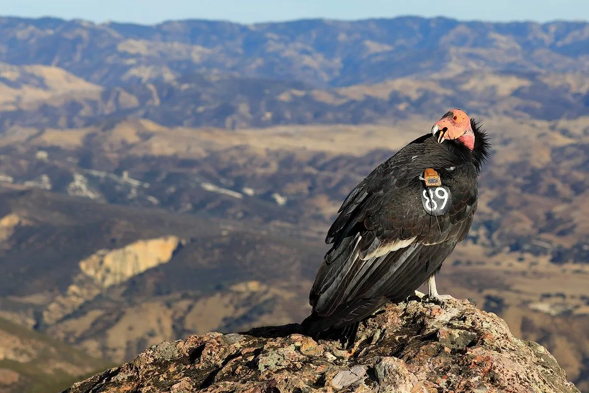 México es el hábitat ideal para salvar al Cóndor californiano de la  extinción