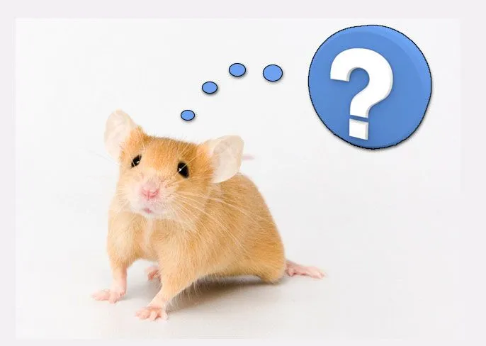 MGI-Mouse Genome Informatics-The international database resource ...