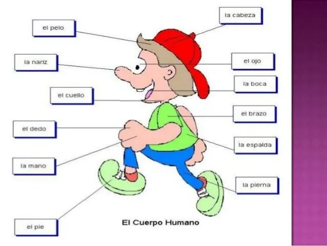 mi-cuerpo-4-638.jpg?cb=1385400476