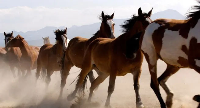 Miao Tsan en Espanol – Caballos salvajes sobre en mi tapete