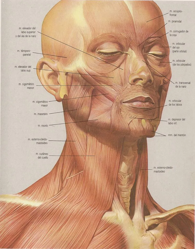 miblogdeanatomía: abril 2012