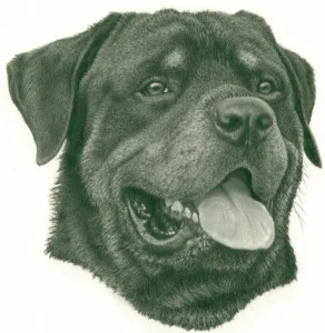 Michael Hartman Art: Rottweiler Original Drawing - 6 1/2