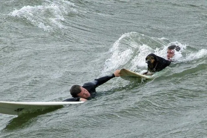 Michigan, cane salvato da un surfista - Galleria - Repubblica.