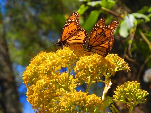 Michoacán.- Mariposa monarca | Flickr - Photo Sharing!