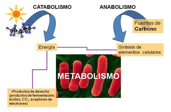 microbiología: Metabolismo Bacteriano