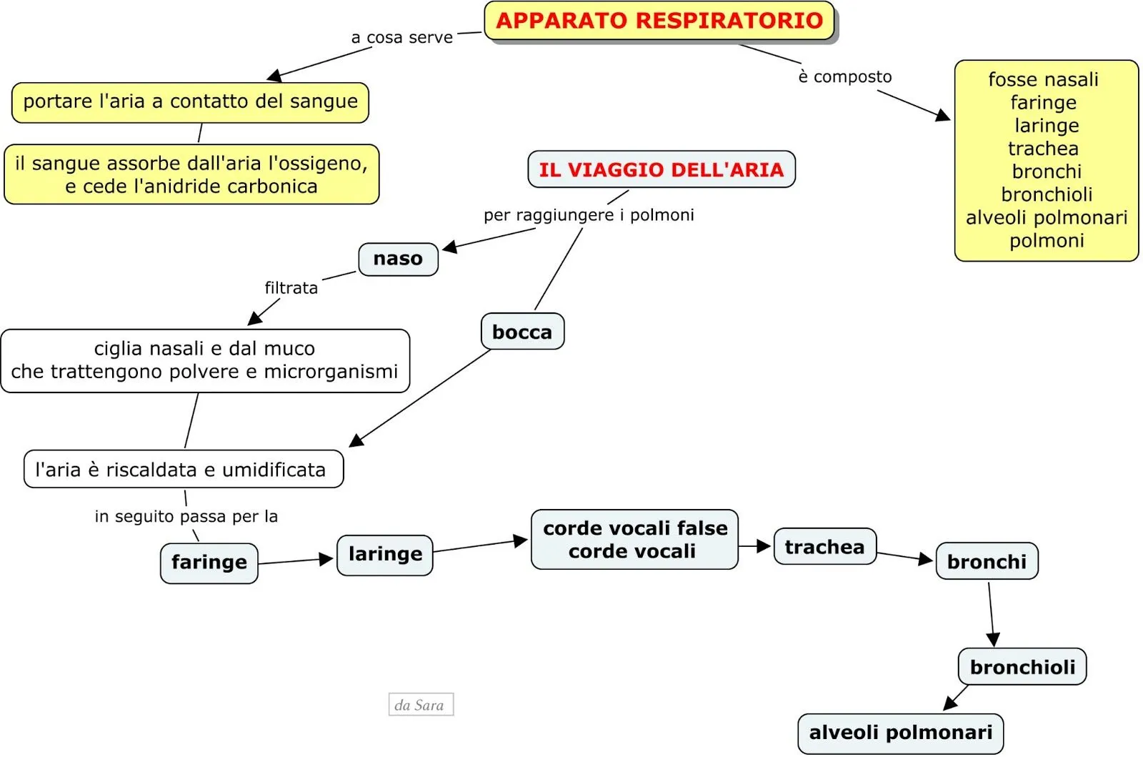 LE MIE MAPPE: APPARATO RESPIRATORIO