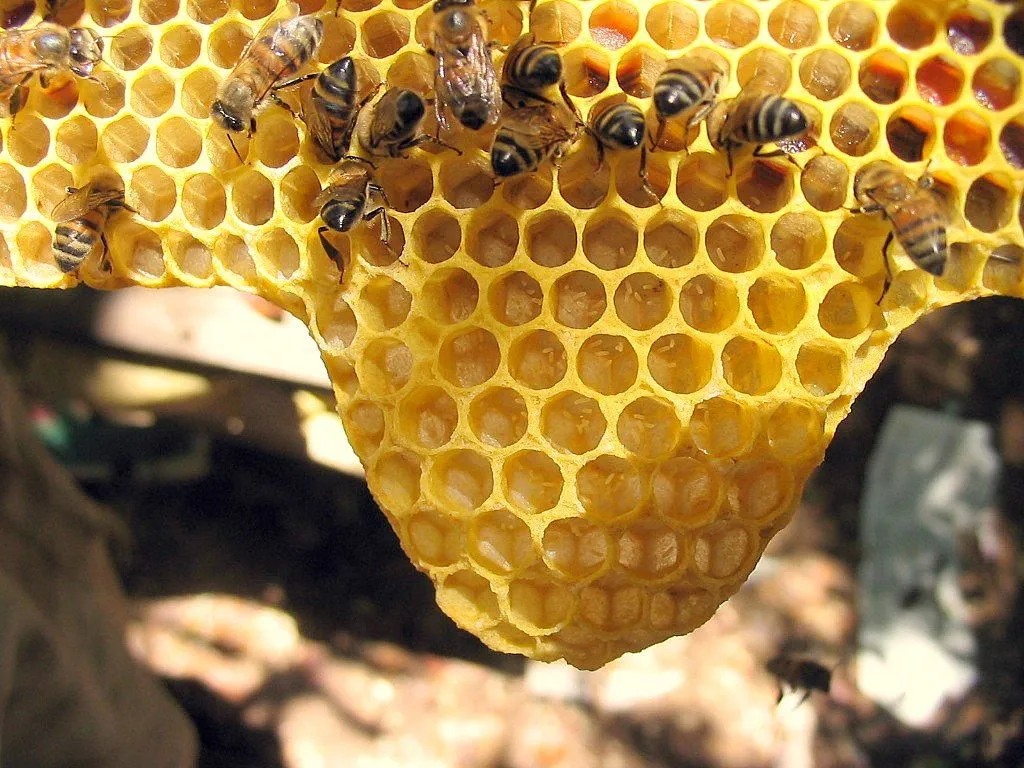 Miel de Abeja - Propiedades alimenticia de la miel de abeja