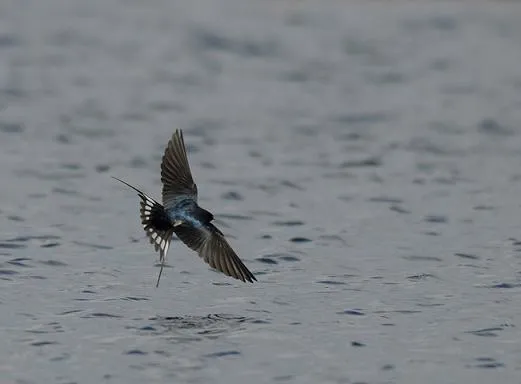 La migración de las golondrinas | Animales en Video