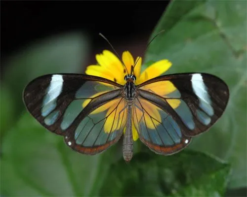 Mil Imágenes: Mariposas