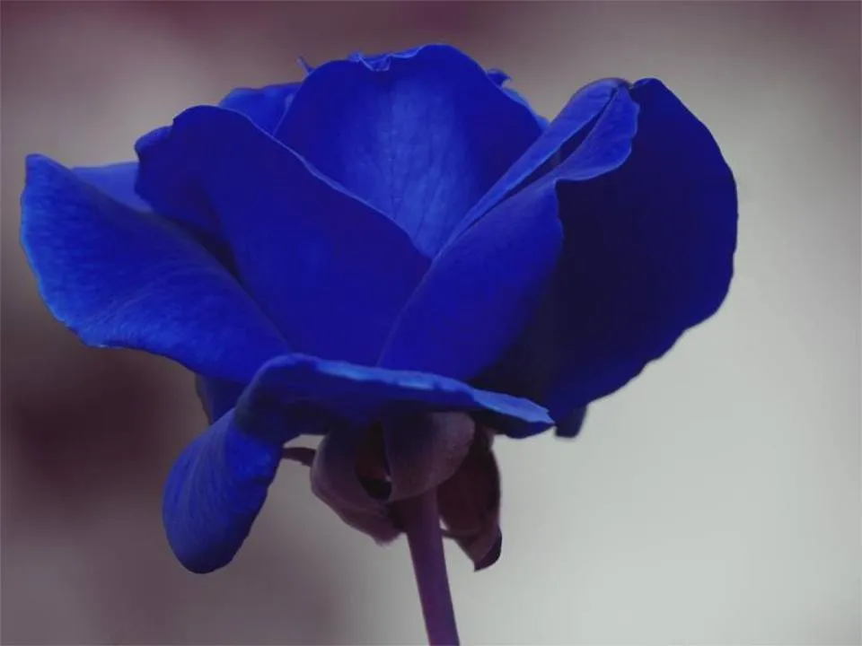 Mil Imágenes: Rosas Azules