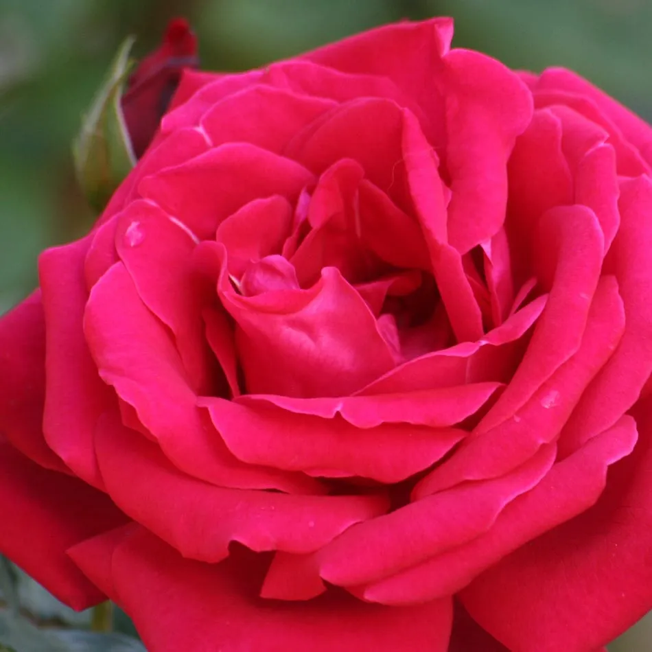 Mil Imágenes: Rosas Rojas de amor