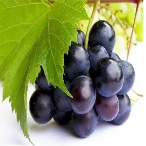 Mil Imágenes: Uvas moradas