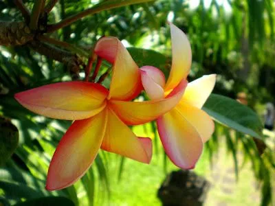 Mil e um papeis de parede!: Lindas flores tropicais