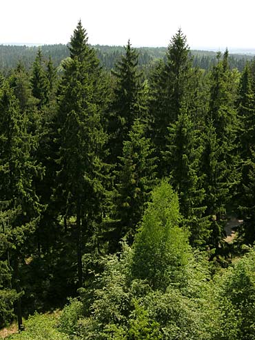 Miles de pinos de Sierra Nevada serán cortados - nivalis