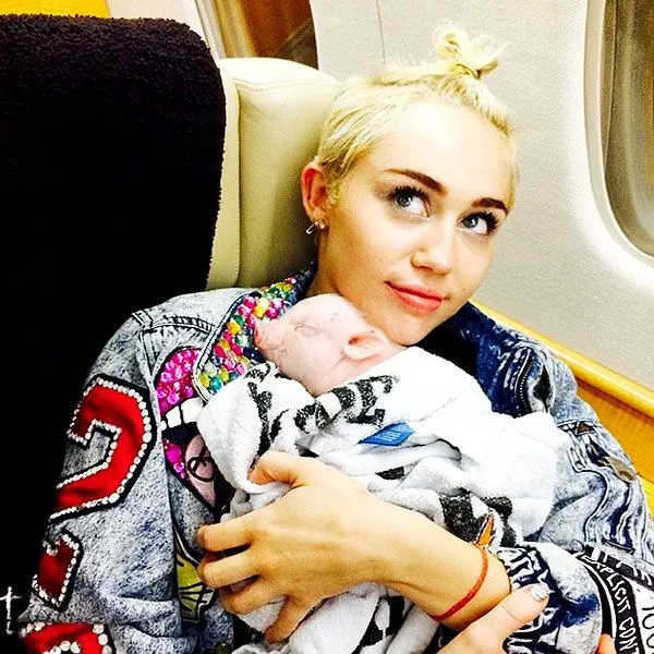 Miley Cyrus Welcomes Pet Pig Bubba Sue: Instagram : People.com
