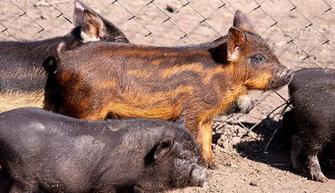 Tener un mini cerdo como mascota