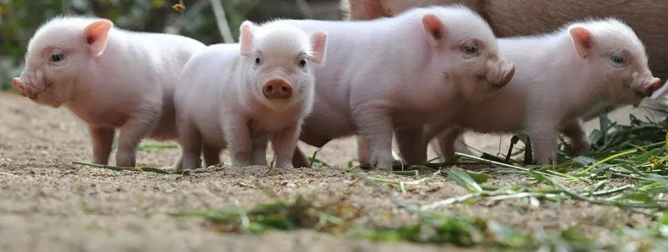 Un mini pig en la Ciudad de México