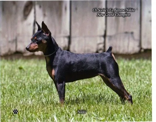 mini pinscher | Mini Pinscher