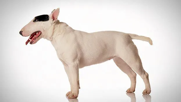 Miniature Bull Terrier : Dog Breed Selector : Animal Planet